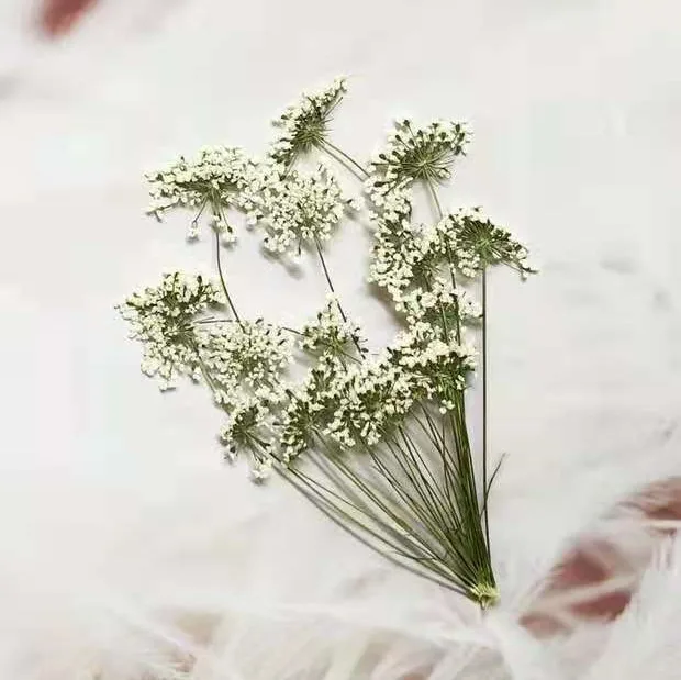 5-7cm/12pcs,Snow Tiny Flowers  - Craft Embellishments incelemesi ve fiyatı